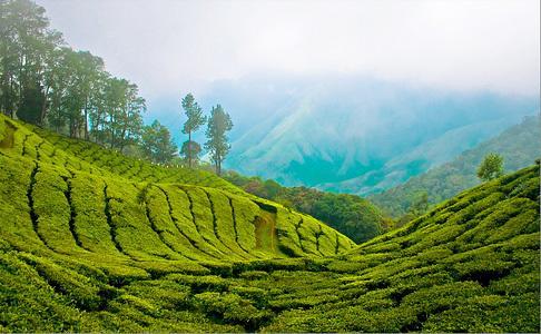 Munnar Dreams Hotel Kültér fotó